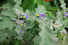 Solanum anguivi